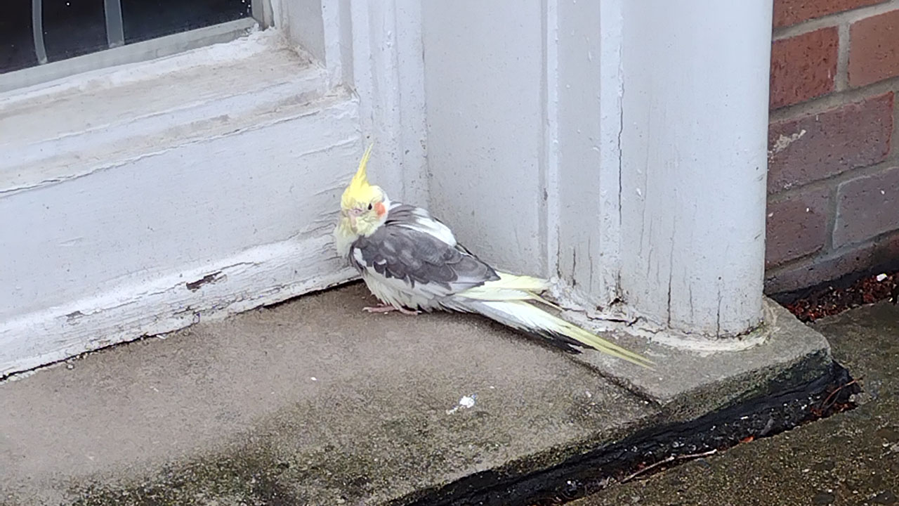'Lucky' bird: Pennsylvania cockatiel, lost for 3 years, found perched at a church